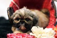 Riley, a female Shih Tzu for sale in Ash Grove, MO – 1 of 10