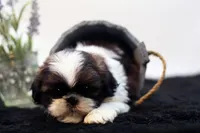 Duke, a male Shih Tzu for sale in Ash Grove, MO – 6 of 10