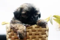 Dusty, a male Shih Tzu for sale in Ash Grove, MO – 6 of 10