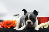 Rover, a male Frenchton for sale in Ash Grove, MO – 5 of 10