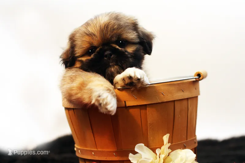 Roy – Shih Tzu puppy for sale in Ash Grove, MO