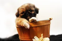 Roy, a male Shih Tzu for sale in Ash Grove, MO – 1 of 10