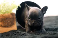 Duchess, a female French Bulldog for sale in Ash Grove, MO – 5 of 10