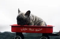 Poochie, a male Frenchton for sale in Ash Grove, MO – 2 of 10