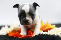 Reggie, a male Frenchton for sale in Ash Grove, MO – 7 of 10