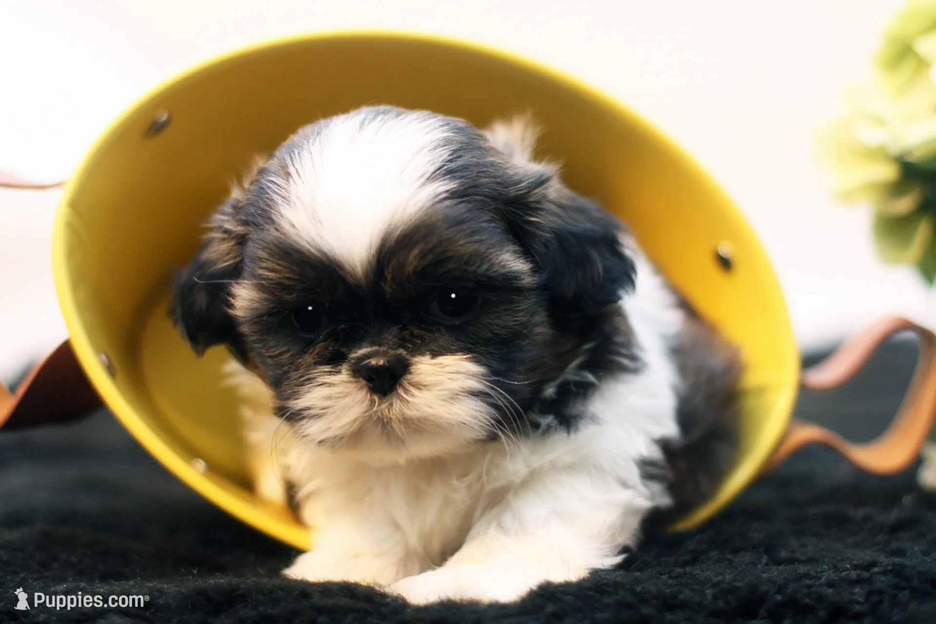 Dudley – Shih Tzu Puppy for Sale in Ash Grove, MO | Puppies.com