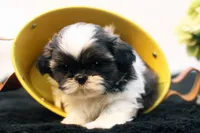 Dudley, a male Shih Tzu for sale in Ash Grove, MO – 1 of 10