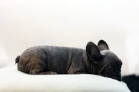 Cisco, a male French Bulldog for sale in Ash Grove, MO – 8 of 10