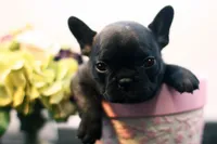 Delilah, a female French Bulldog for sale in Ash Grove, MO – 2 of 10