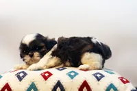 Dudley, a male Shih Tzu for sale in Ash Grove, MO – 10 of 10