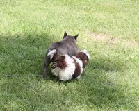 Bobbie, a male Shih Tzu for sale in Ash Grove, MO – 8 of 9