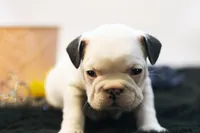Mars, a female French Bulldog for sale in Ash Grove, MO – 6 of 10