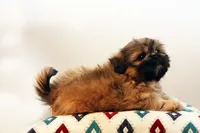 Ryan, a male Shih Tzu for sale in Ash Grove, MO – 10 of 10