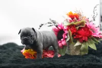 Elvis, a male Frenchton for sale in Ash Grove, MO – 2 of 10