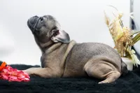 Cisco, a male French Bulldog for sale in Ash Grove, MO – 8 of 10