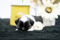 Bonnie, a female Shih Tzu for sale in Ash Grove, MO – 10 of 10