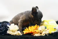 Cisco, a male French Bulldog for sale in Ash Grove, MO – 4 of 10
