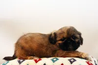 Roy, a male Shih Tzu for sale in Ash Grove, MO – 9 of 10