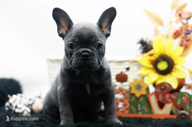 Elvis – Frenchton puppy for sale in Ash Grove, MO