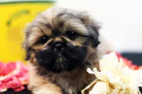 Ryan, a male Shih Tzu for sale in Ash Grove, MO – 6 of 10