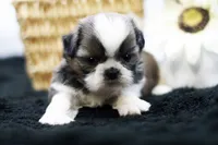 Bear, a male Shih Tzu for sale in Ash Grove, MO – 2 of 10