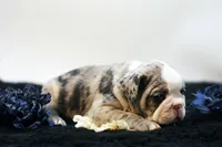 Mercury, a male French Bulldog for sale in Ash Grove, MO – 7 of 10