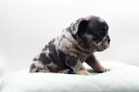 Toby, a male French Bulldog for sale in Ash Grove, MO – 4 of 10