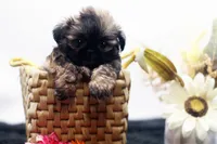 Dusty, a male Shih Tzu for sale in Ash Grove, MO – 2 of 10