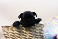 Dana, a female French Bulldog for sale in Ash Grove, MO – 6 of 10