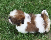 Doc, a male Shih Tzu for sale in Ash Grove, MO – 6 of 9