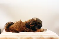 Riley, a female Shih Tzu for sale in Ash Grove, MO – 9 of 10