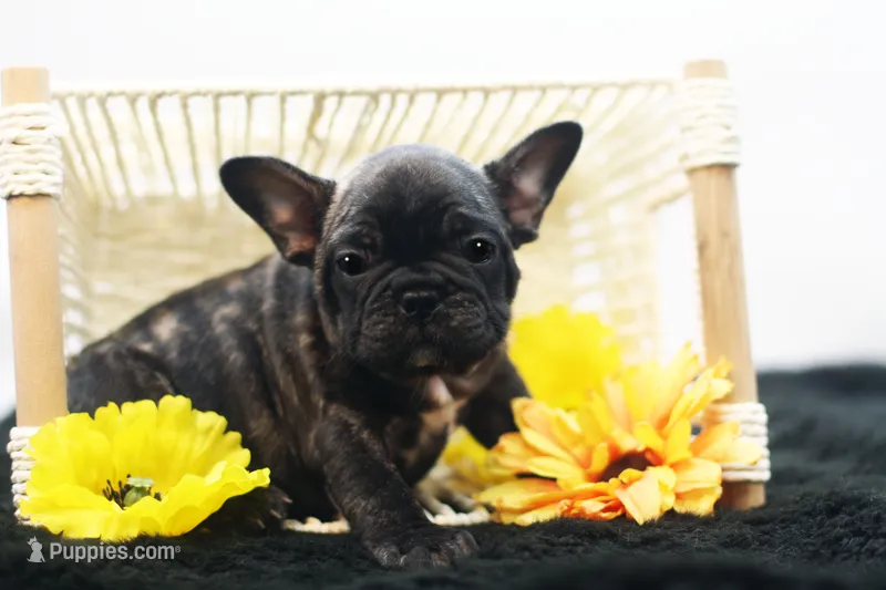 Pluto – French Bulldog puppy for sale in Ash Grove, MO