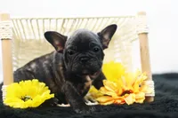 Pluto, a male French Bulldog for sale in Ash Grove, MO – 1 of 10