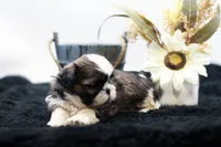 Benji, a male Shih Tzu for sale in Ash Grove, MO – 9 of 10