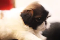 Duffy, a male Shih Tzu for sale in Ash Grove, MO – 5 of 10