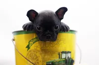 Rocco, a male Frenchton for sale in Ash Grove, MO – 1 of 10