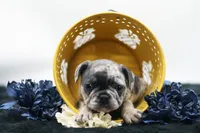 Toby, a male French Bulldog for sale in Ash Grove, MO – 2 of 10