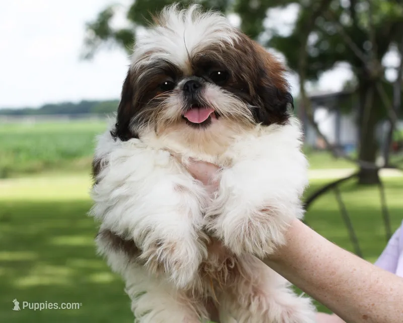 Doc – Shih Tzu puppy for sale in Ash Grove, MO