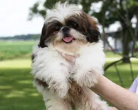 Doc, a male Shih Tzu for sale in Ash Grove, MO – 1 of 9