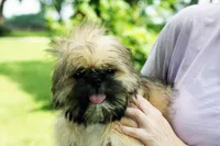 Roy, a male Shih Tzu for sale in Ash Grove, MO – 1 of 10