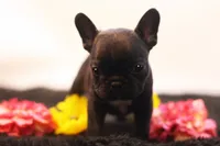 Donovan, a male French Bulldog for sale in Ash Grove, MO – 2 of 10