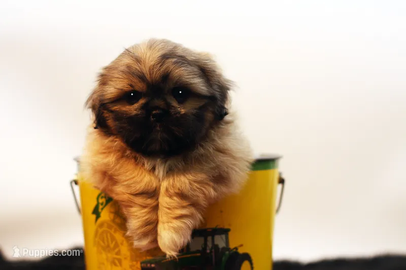Ryan – Shih Tzu puppy for sale in Ash Grove, MO