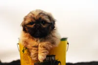 Ryan, a male Shih Tzu for sale in Ash Grove, MO – 1 of 10