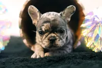 Dorothy, a female French Bulldog for sale in Ash Grove, MO – 1 of 9