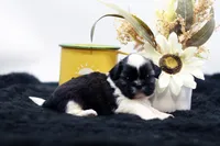 Bonnie, a female Shih Tzu for sale in Ash Grove, MO – 3 of 10