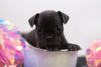 Ralphie, a male Frenchton for sale in Ash Grove, MO – 3 of 10