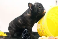 Dana, a female French Bulldog for sale in Ash Grove, MO – 4 of 10
