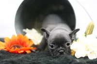 Rocco, a male Frenchton for sale in Ash Grove, MO – 3 of 10