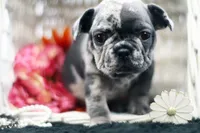 Trixi, a female French Bulldog for sale in Ash Grove, MO – 5 of 10