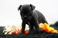 Ralphie, a male Frenchton for sale in Ash Grove, MO – 7 of 10